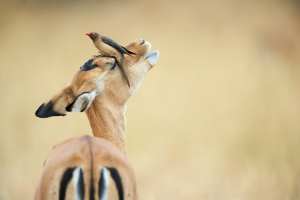 Ein Rotschnabel-Madenhacker steht auf einem Impala in der Savanne.