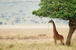 Massai-Giraffe steht unter einem Baum in der tansanischen Savanne.