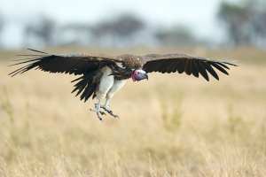 Ein Ohrengeier fliegt über eine grasige Savannenlandschaft.