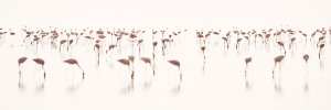 Schemenhaft angedeutete Zwergflamingos stehen im flachen Wasser eines Sees.