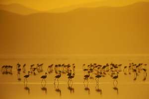 Zwergflamingos schreiten durch den Natronsee im goldenen Morgenlicht.