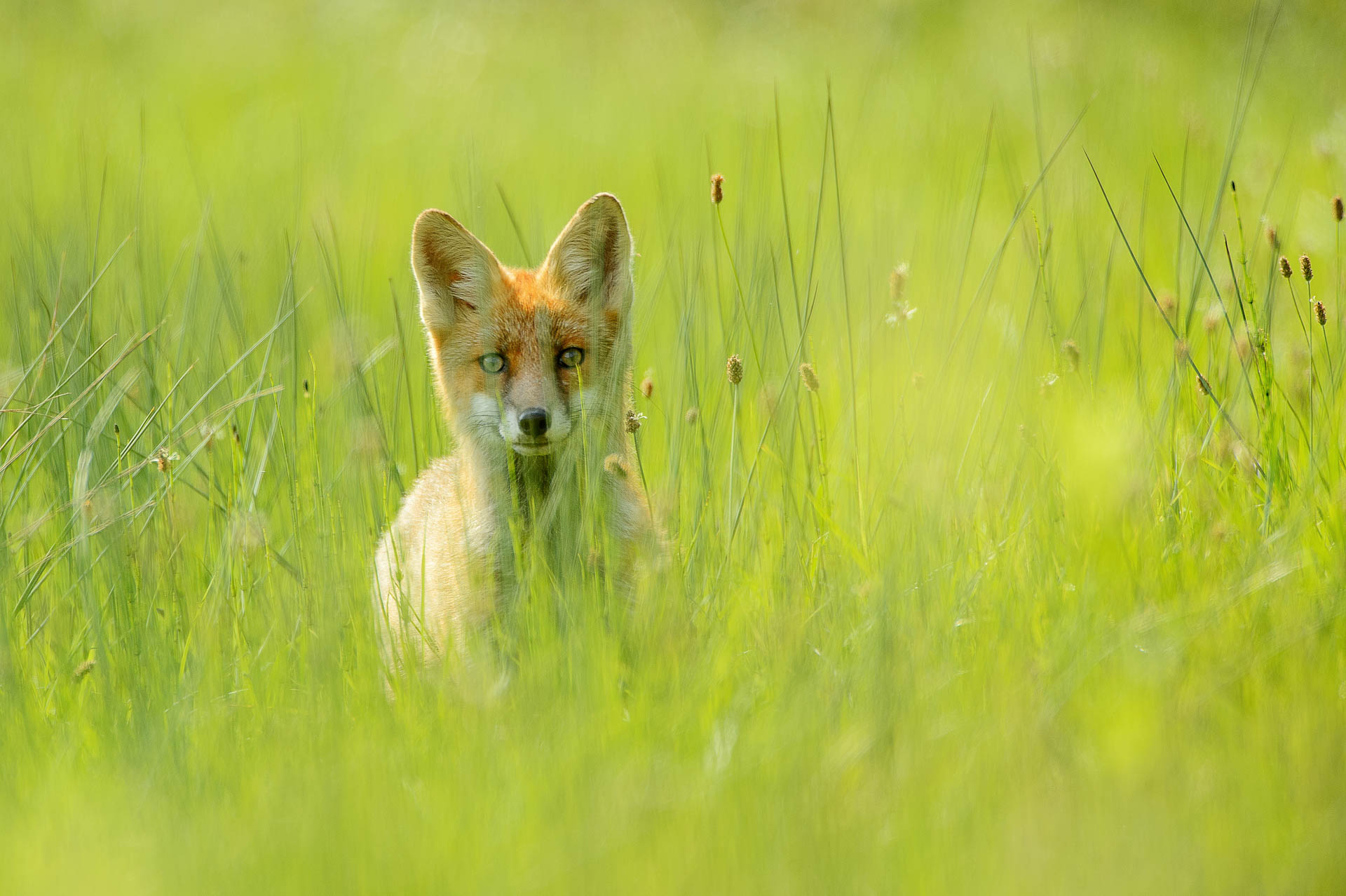 A red fox (Vulpes vulpes) sits attentively in the middle of a summer meadow in Europe. The species is known for its adaptability to different habitats and is widespread. A red fox peers out of the tall grass of a meadow.