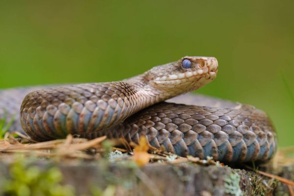 Kreuzotterweibchen