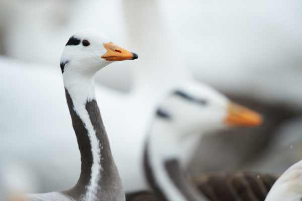 Streifengans mit charakteristischen schwarzen Streifen am Kopf im Winter.