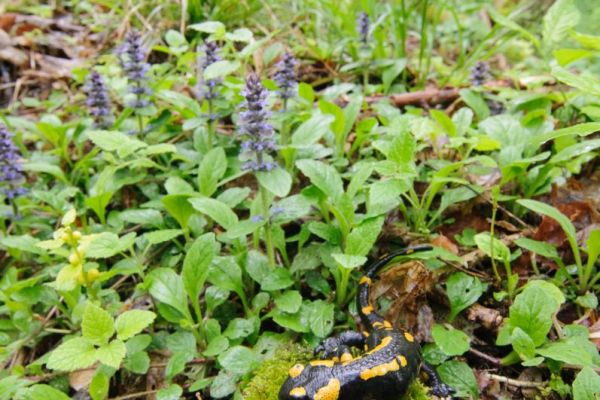 Feuersalamander auf feuchtem Waldboden, umgeben von Pflanzen.