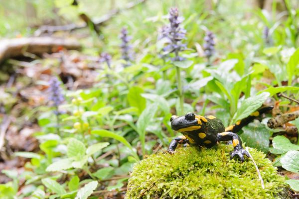Feuersalamander auf moosigem Untergrund im Frühlingswald.