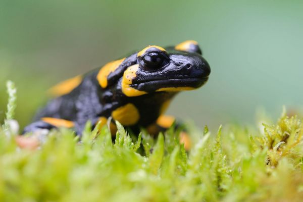 Schwarz-gelber Feuersalamander auf feuchtem Moosboden.