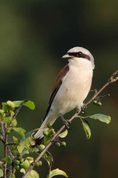 Neuntöter, ein Singvogel, sitzt auf einem Ast mit dunklem Rückenstreifen.