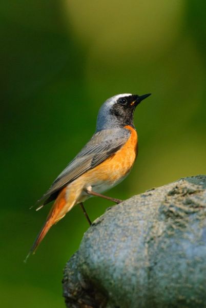 Männlicher Gartenrotschwanz mit oranger Brust auf einem Stein.