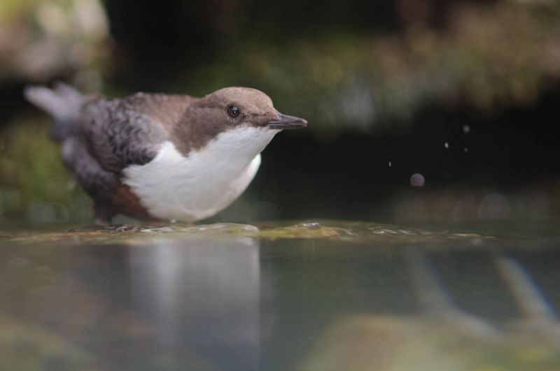 Wasseramsel steht am Rand eines Baches und beobachtet das Wasser.