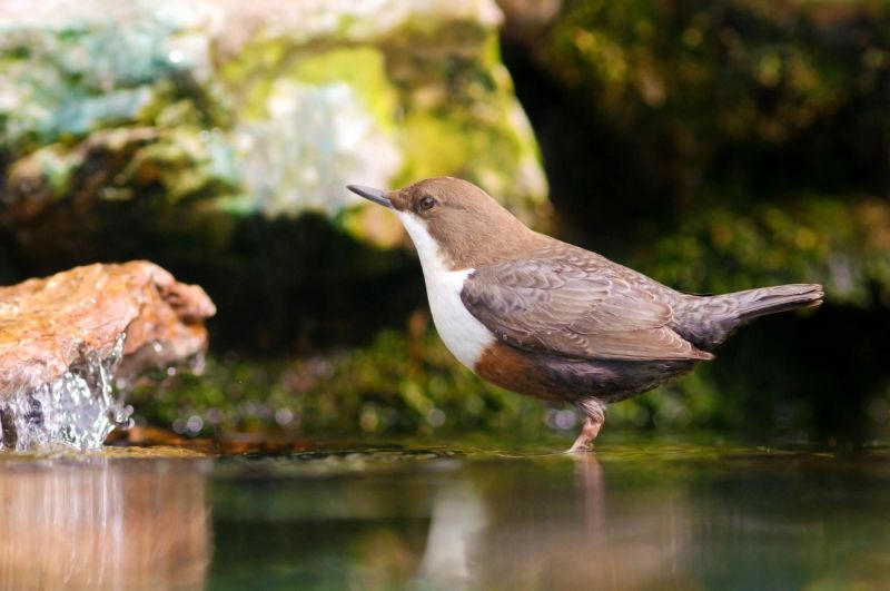 Eine Wasseramsel steht am Ufer eines fließenden Baches.