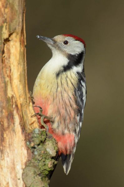Mittelspecht mit roter Kappe an einem Baumstamm klebend.