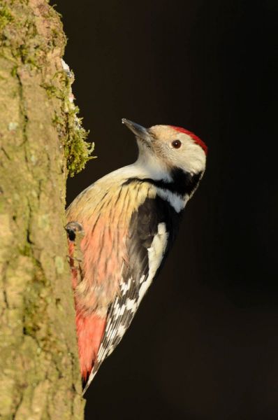 Mittelspecht