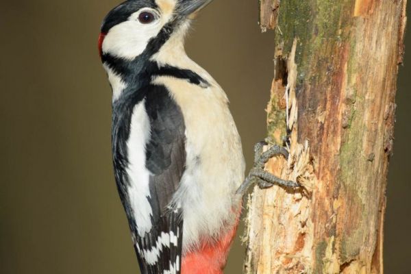 Buntspecht mit rot-schwarzem Gefieder klettert an Baumstamm.