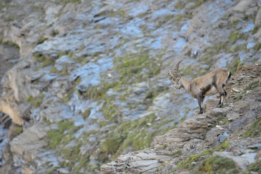 Steinbock