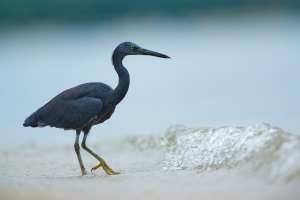Dunkel gefiederter Reiher jagt in seichtem Wasser am Strand.