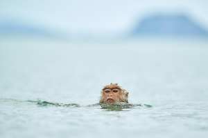 Ein Makake mit nassem Fell schwimmt in tropischen Gewässern.