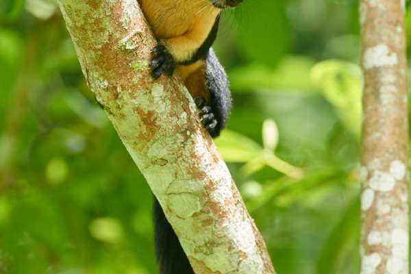 Schwarzes Riesenhörnchen klettert an einem Baum im Regenwald.