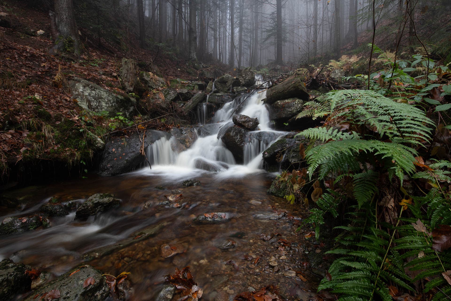 The image shows a softly babbling mountain stream, framed by moss-covered stones and lush green ferns. Dense November fog drifts through the scene, lending it a mystical atmosphere and gently obscuring the tree trunks in the background. Mountain stream surrounded by ferns and mist in the forest.