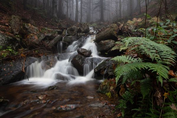 Bayerischer Wald