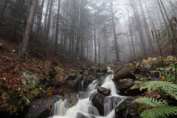 Bayerischer Wald