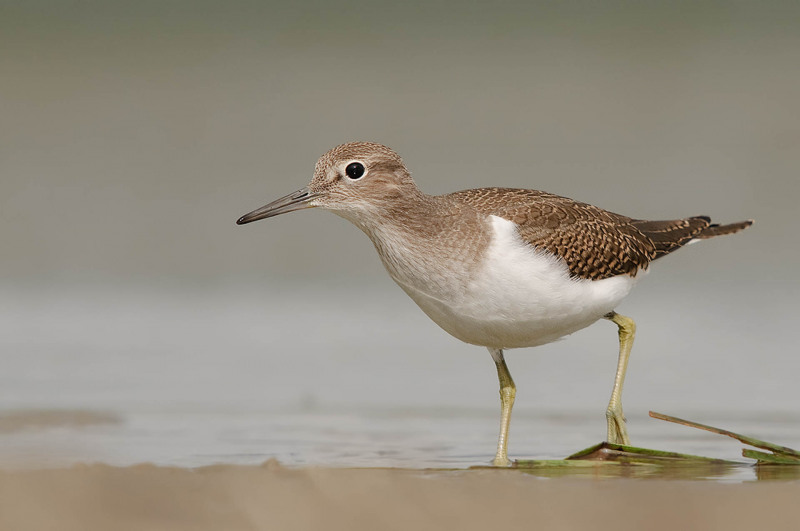 Sandpiper