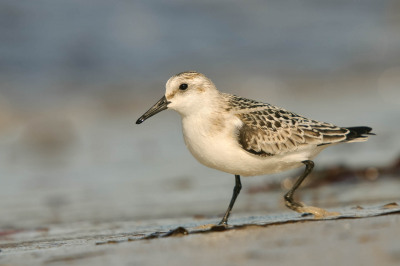 Watvögel