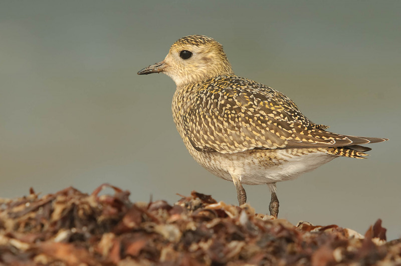 Golden plover