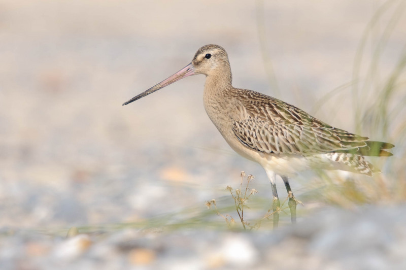 Bar-tailed godwit