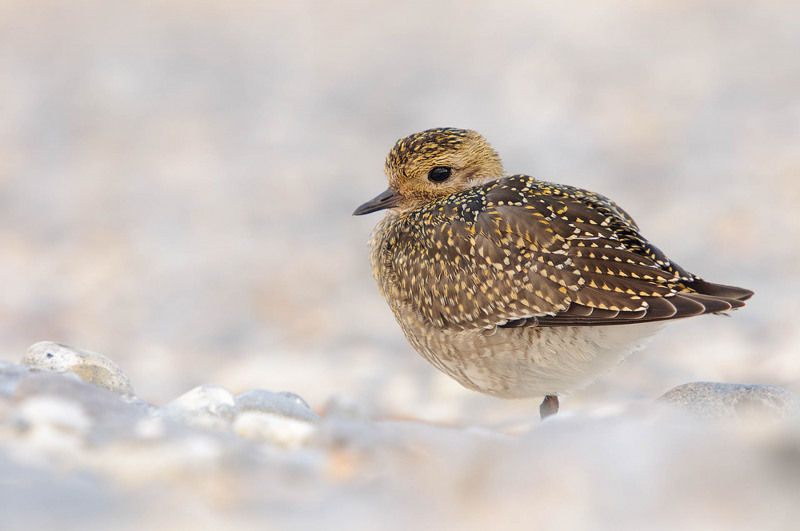 Golden plover