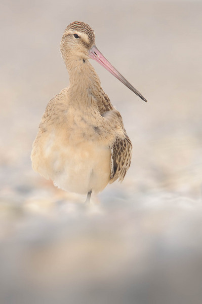 Bar-tailed godwit