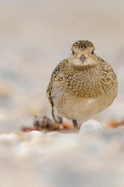 Golden plover