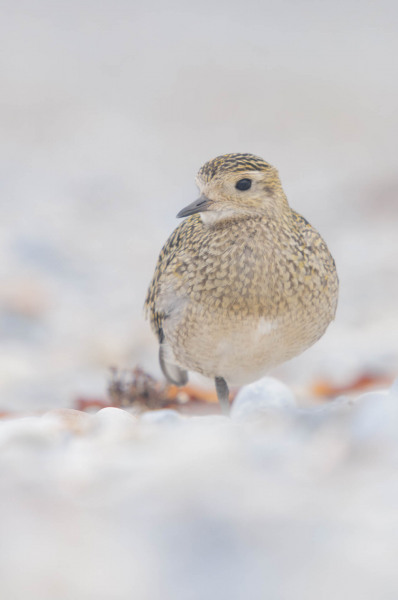 Golden plover