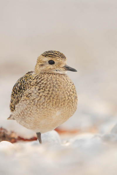 Golden plover
