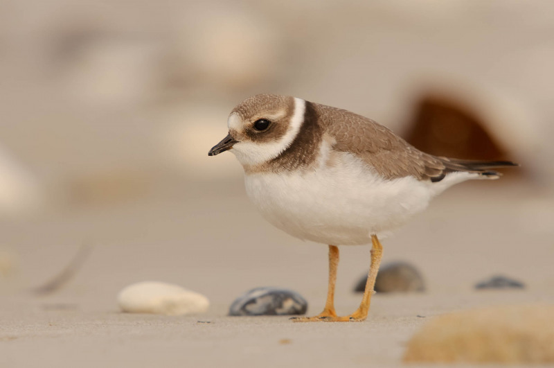 Ringed Plover