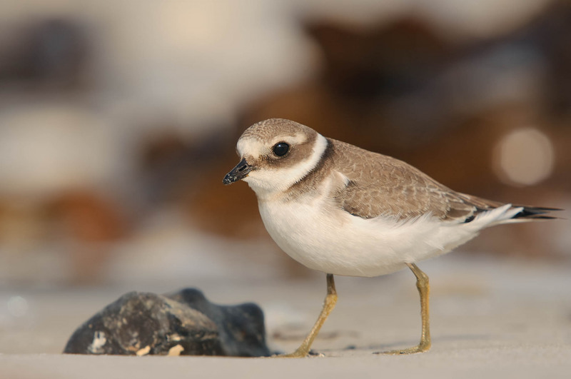 Ringed Plover