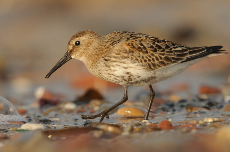 Dunlin