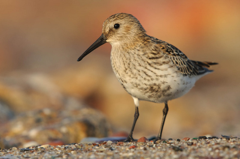 Dunlin