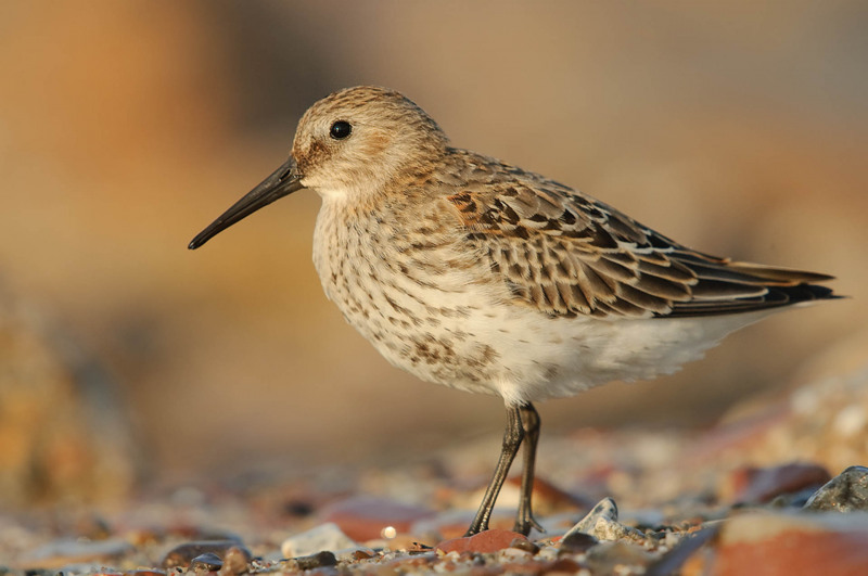 Dunlin