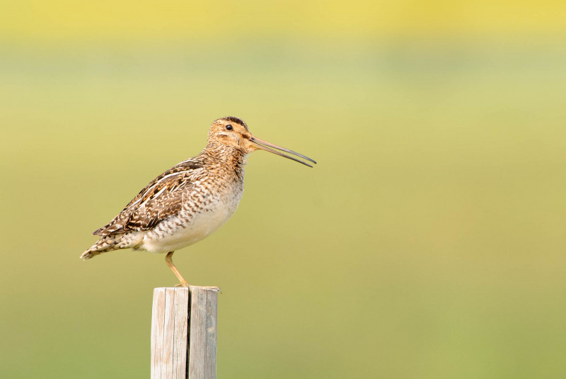 Snipe