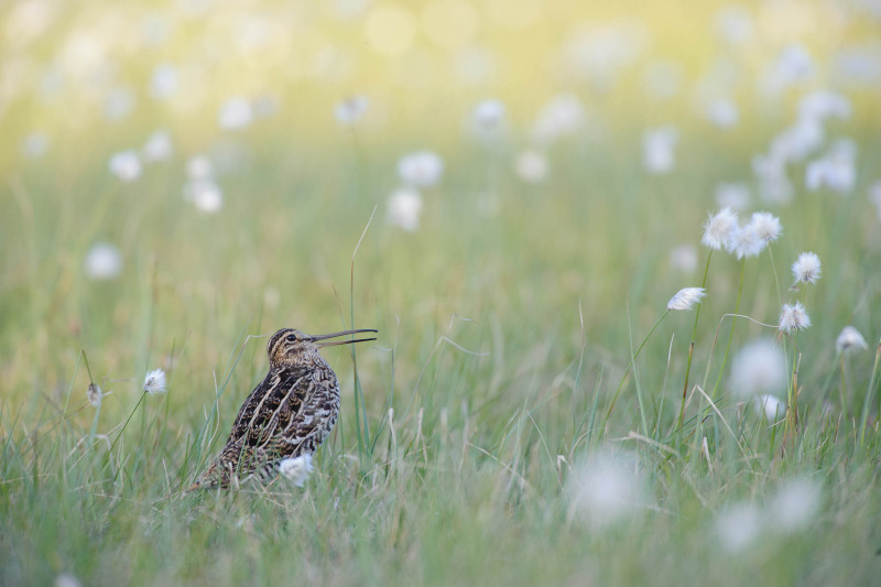 Double snipe