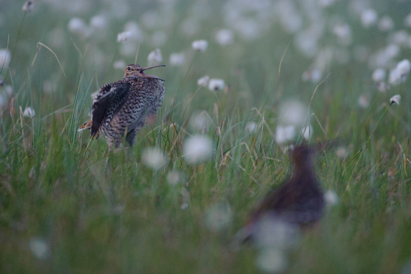 Double snipe