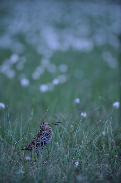 Double snipe