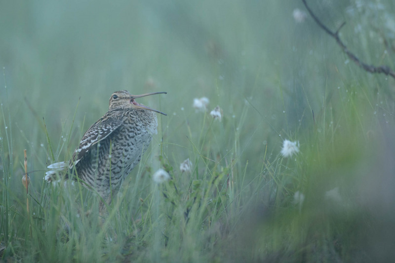 Double snipe