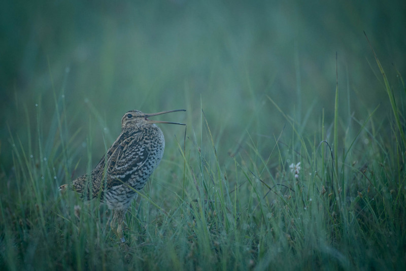 Double snipe