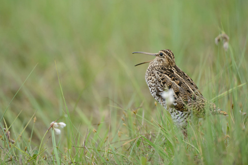 Double snipe