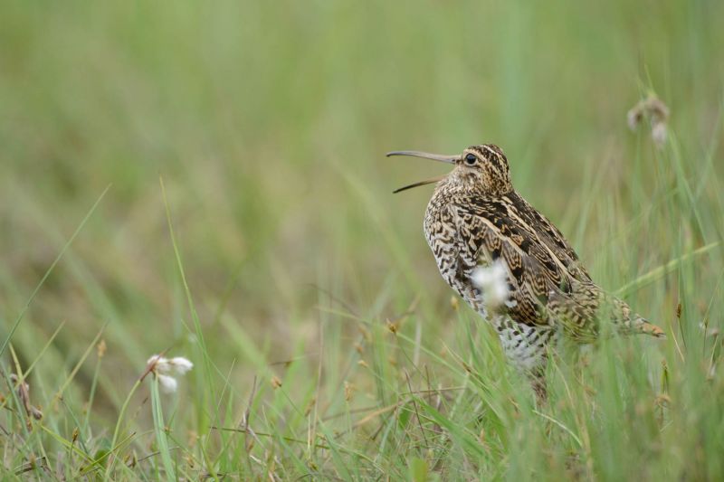 Doppelschnepfe mit langem Schnabel und geflecktem Gefieder in Graslandschaft