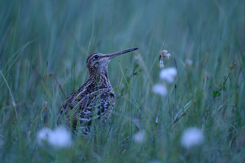 Double snipe