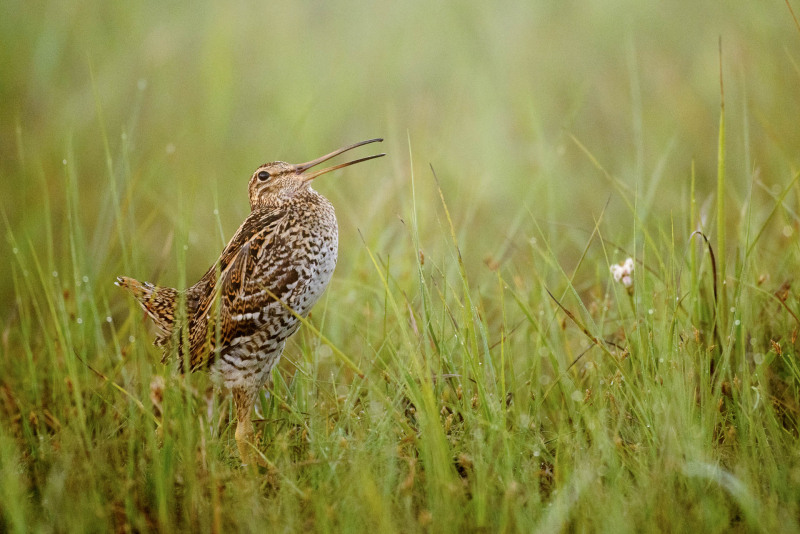 Double snipe