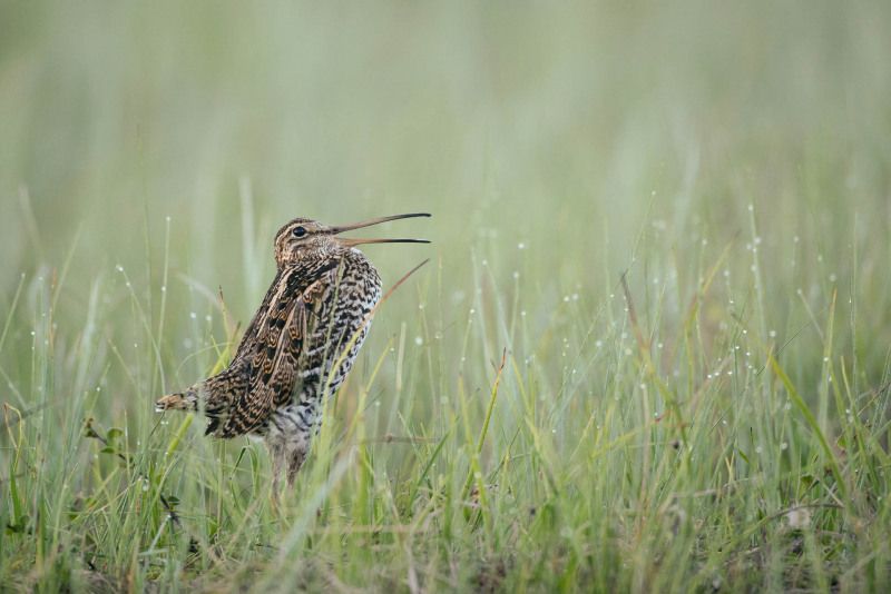 Double snipe